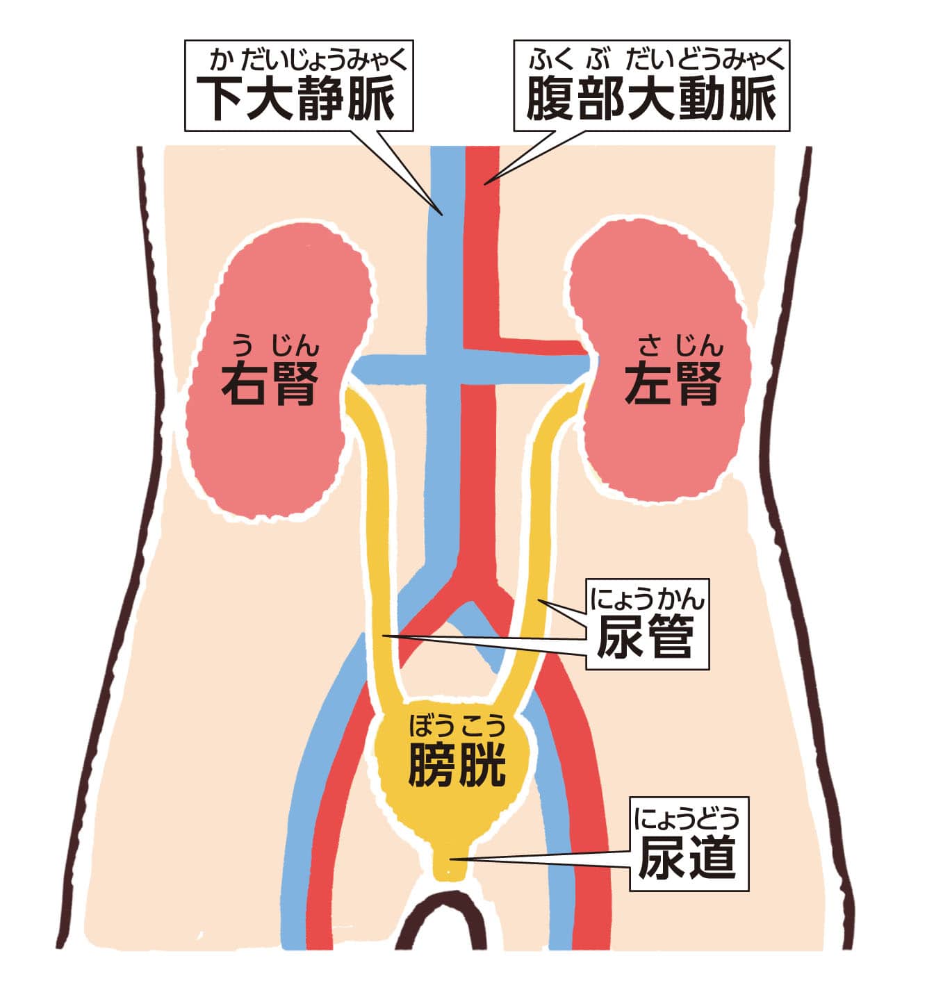 腎臓 で 正しい の は どれ か