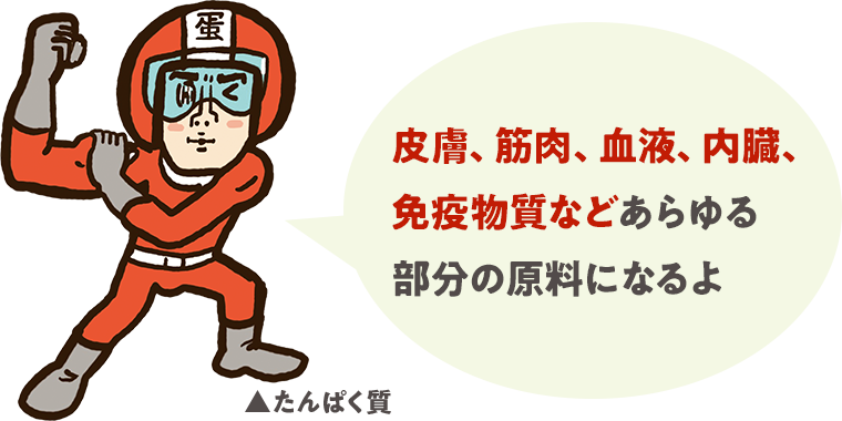 皮膚、筋肉、血液、内臓、免疫物質などあらゆる部分の原料になるよ