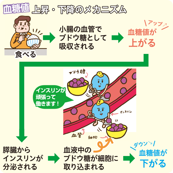 血糖値　上昇・下降のメカニズム